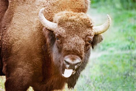 259 Funny Bison Pictures Stock Photos - Free & Royalty-Free Stock Photos from Dreamstime