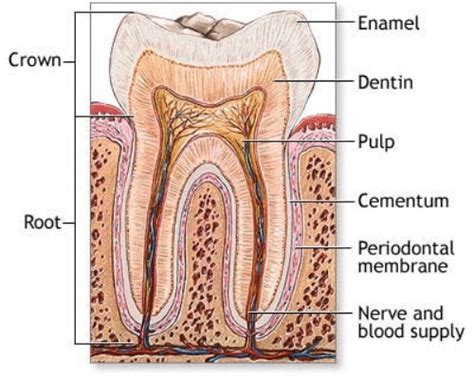 A schematic drawing of a tooth. Other very good graphical sketches of ...