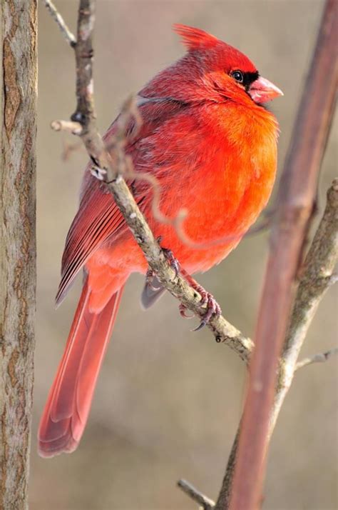 Northern Cardinal, F.A. Seiberling Nature Realm, photo by volunteer Joe Prekop Northern Cardinal ...