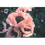 Papaver orientale 'Coral Reef' | wholesale seeds and vegetative breeding from Thompson & Morgan ...