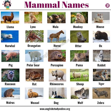 Mammals Names - Pets Lovers