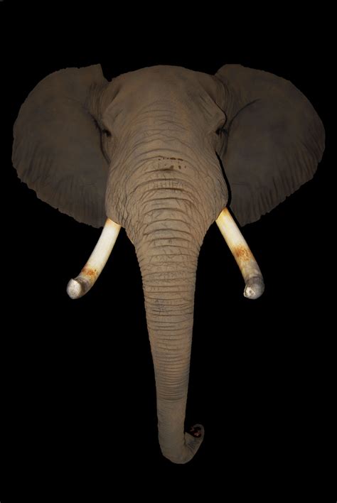 Elephant Tusks - Antlers by Klaus