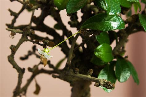 Carmona bonsai tree with small white flower | Carmona (Fukie… | Flickr