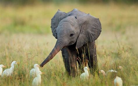 31 Baby Elephant Photos To Instantly Brighten Up Your Day | Bored Panda