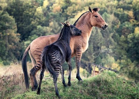 #Extinct #quagga #theyve #thousands #Years Maybe a quagga but they’ve been extinct for thousands ...