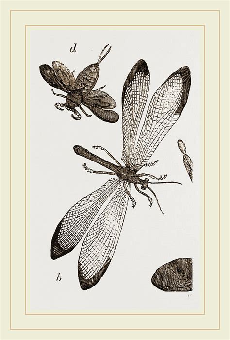 Insects In The Imago State Drawing by Litz Collection - Pixels