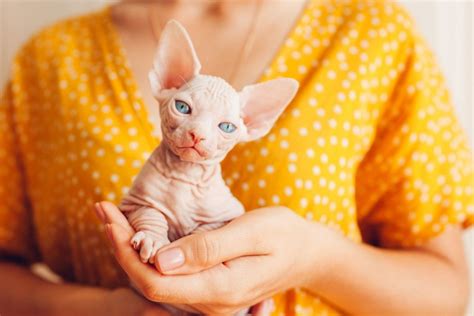 13 Sphynx Cat Breeders - The Best Of The Best