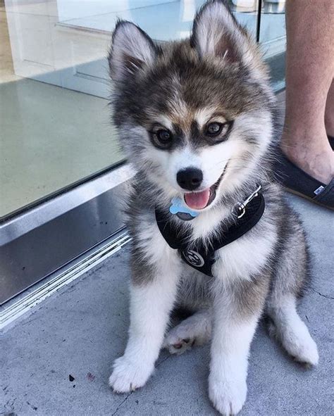 I heard you all like Pomsky puppies, so let's break the Internet together : pics