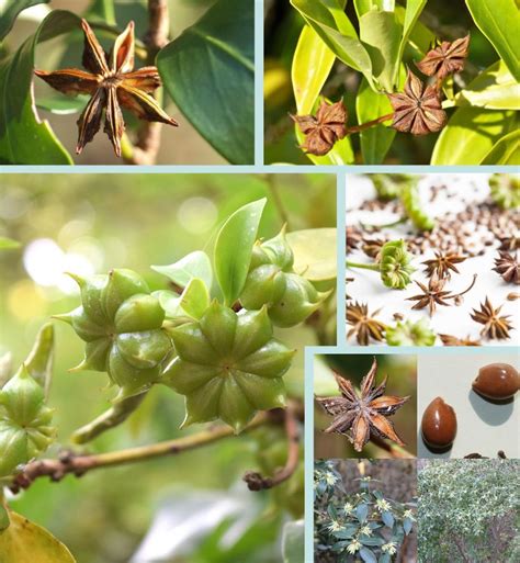 Star Anise Herb Illicium verum - 15 Seeds