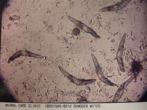 Animal Care Clinic Blog: Demodex Mites: What are they and ways to treat