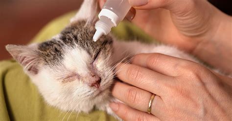How to Recognize and Treat Cat Conjunctivitis | Zoetis Petcare