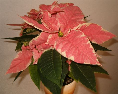 Keep Your Poinsettia Merry & Bright: Expert Care Tips to Avoid Wilting Woes | Indoor plant care ...