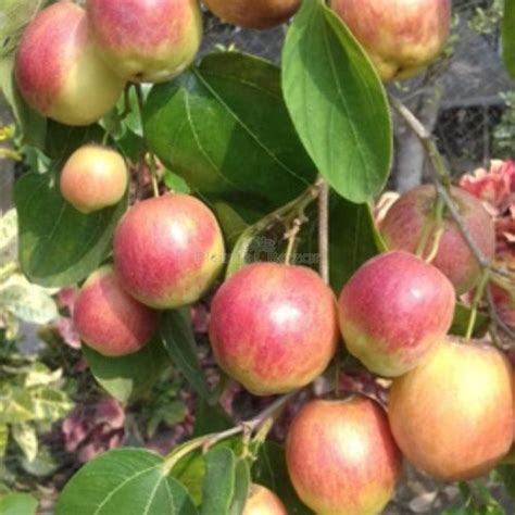 Buy thai variety apple ber Fruit Plant Online at Plants Bazar. Order Now!