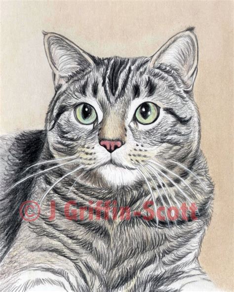 Draw a Majestic Cat in Colored Pencil | Cat drawing tutorial, Animal ...