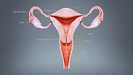 Uterus - Wikipedia