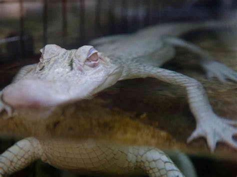 Are Humans the Albino Crocodiles of the Future? : Blog Of The Nation : NPR