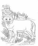 Desert Coloring Pages  Best For Kids sketch template