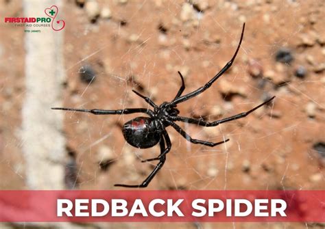 Redback Spiders: Australia's Notorious Spider