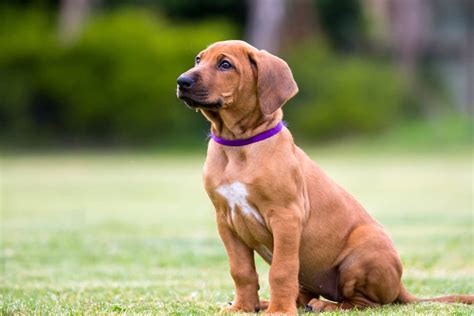 Rhodesian Ridgeback Puppies For Sale Nsw : Katye White - Rhodesian Ridgeback Puppies For Sale ...