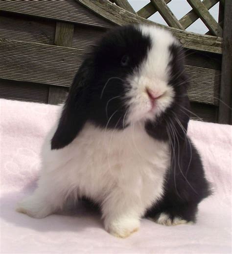 Black Dutch split mini lop baby rabbit - RESERVED | Gravesend, Kent | Pets4Homes | Cute baby ...