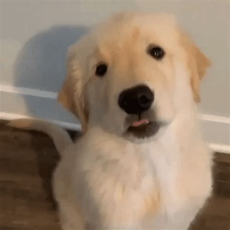 Golden Retriever Puppy GIF - Find & Share on GIPHY