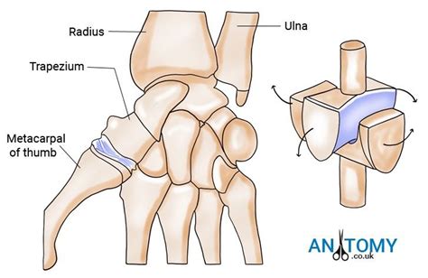 Pin on anatomy