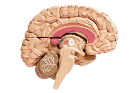 Corpus callosum: Function and disorders - Medical News Today Prenatal ...