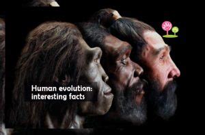 Human evolution: Some interesting facts - Edu Seed