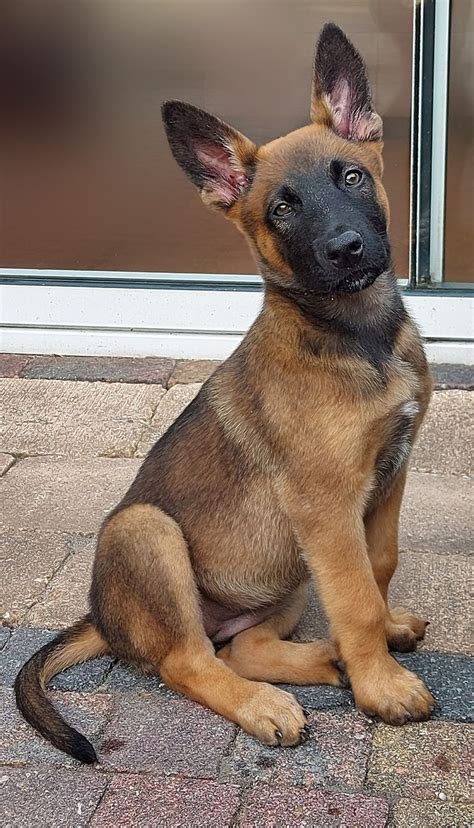 a brown and black dog sitting on top of a brick floor next to a glass door