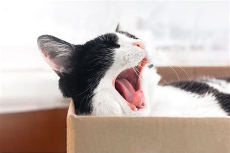 Cat Yawning: Why They Do It and What It Means | Great Pet Care