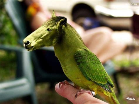 Green Parrot Horse Face Amazing Funny HD Wallpaper