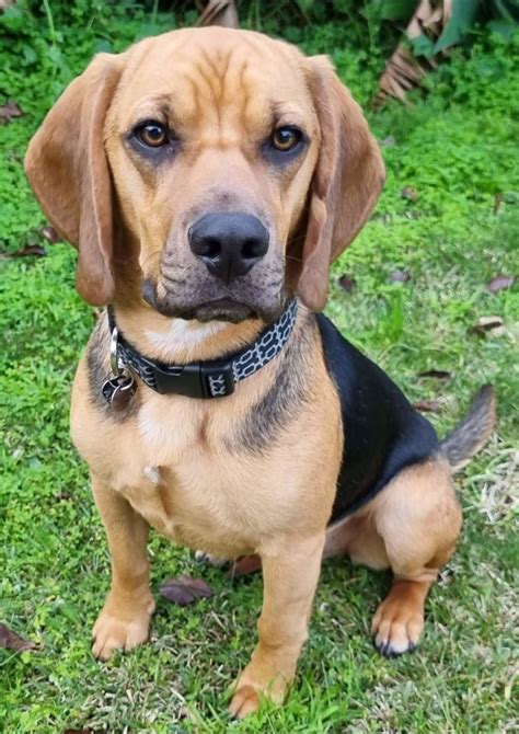 Jimmy - Medium Male Beagle x Bloodhound Mix Dog in VIC - PetRescue