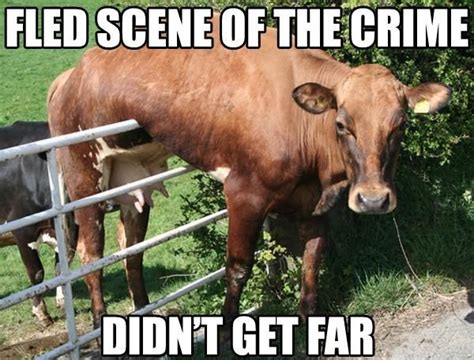 Funny Cow Meme Fled Scene Of The Crime Didn't Get Far | Real estate memes, Real estate ads, Real ...