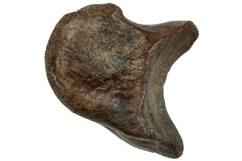 1" Theropod (Ornithomimus?) Phalanx Bone - Judith River Formation ...