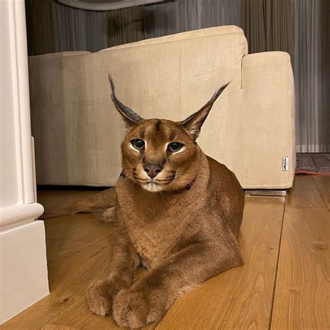 Pumba Caracal (Gato) - Idade, aniversário, biografia, fatos, família, patrimônio líquido, altura ...