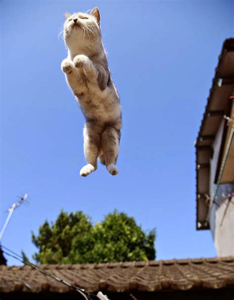 50 Funny Pictures of Cats Jumping | free download wallpaper