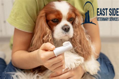 Dog Dental Care Kingston: Plaque and Tartar Prevention in … | Flickr