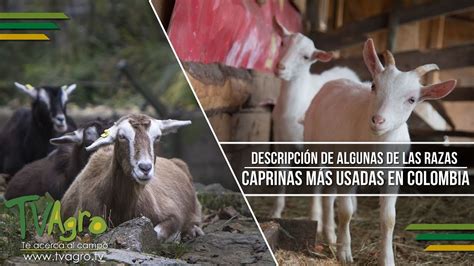 Descripción de Algunas de las Razas Caprinas más Usadas en Colombia- TvAgro por Juan Gonzalo ...