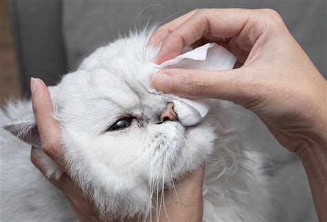 Cat Eye Conjunctivitis Home Treatment - Cat Meme Stock Pictures and Photos