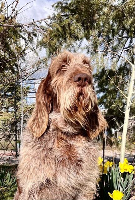 Spinone Italiano Puppies For Sale