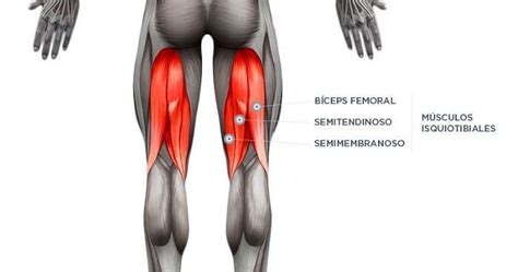 Características de la rotura fibrilar del bíceps femoral y otras lesiones musculares | Femoral ...