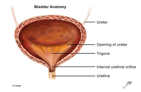 Bladder / Urethra Anatomy - Renal - Medbullets Step 1