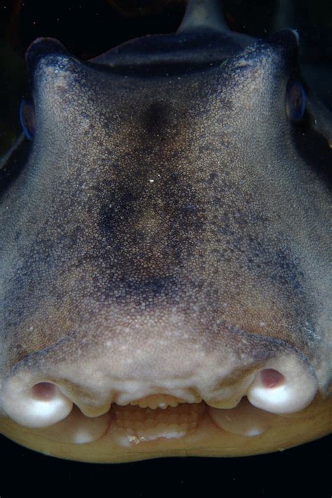Port Jackson Shark | Endemic to the Australian east coast. B… | Flickr