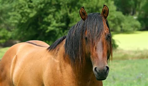 Dun Horse Color — Description, Pictures, and Genetics - Helpful Horse Hints