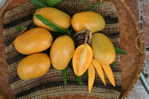 10 Popular Indian Mango Varieties