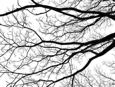 Free Images : tree, branch, black and white, flower, shadow, twig, ink, sketch, drawing, china ...