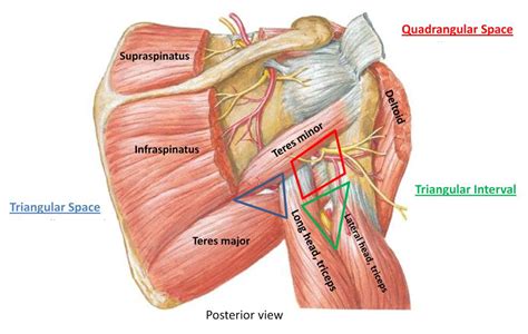 Quadrangular Space, Triangular Space & Interval | Shoulder anatomy, Radial nerve, Medical anatomy