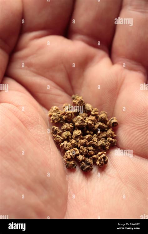 A handful of beetroot seeds ready for Spring planting Stock Photo - Alamy