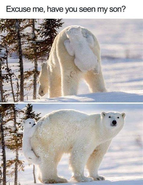 polar bear | Baby polar bears, Polar bear, Funny animal memes