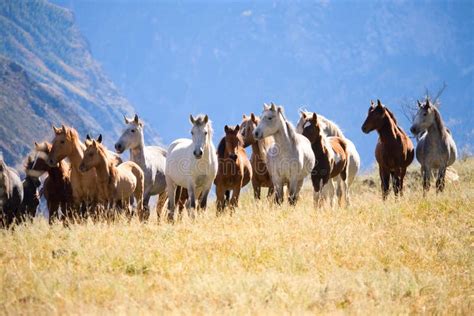 A herd of horses stock image. Image of herd, grass, animals - 11325195